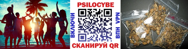 Купить закладки Сясьстрой Псилоцибиновые грибы прущие грибы